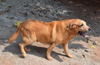 Udupi’s top police dog Brutto to retire